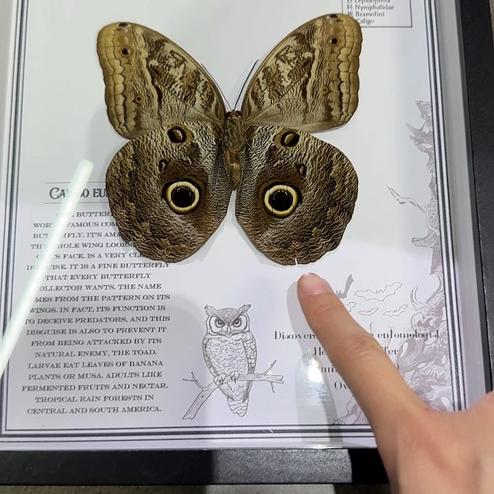 好***婆猫头鹰幻蝶蝴蝶标本