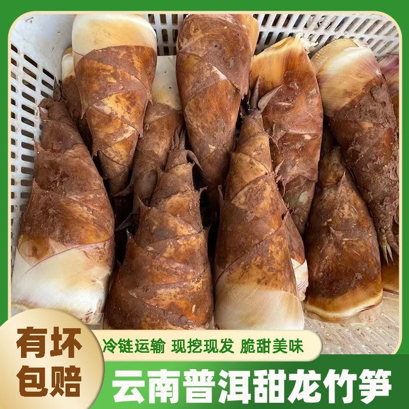 甜笋云南生吃甜笋产地直发鲜嫩甜龙竹笋带壳精品农家菜云南甜笋