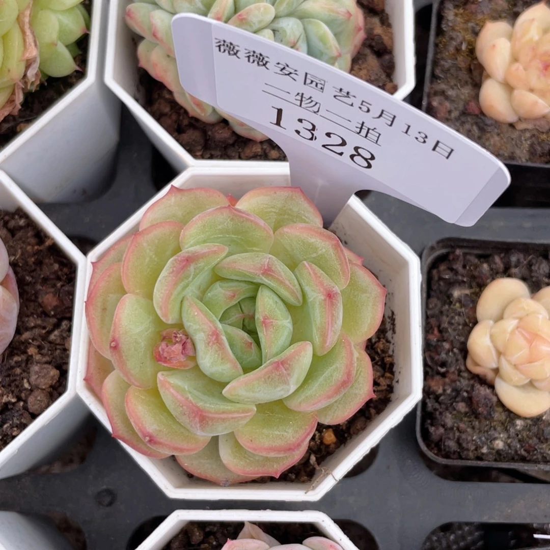 薇薇安园艺多肉1328