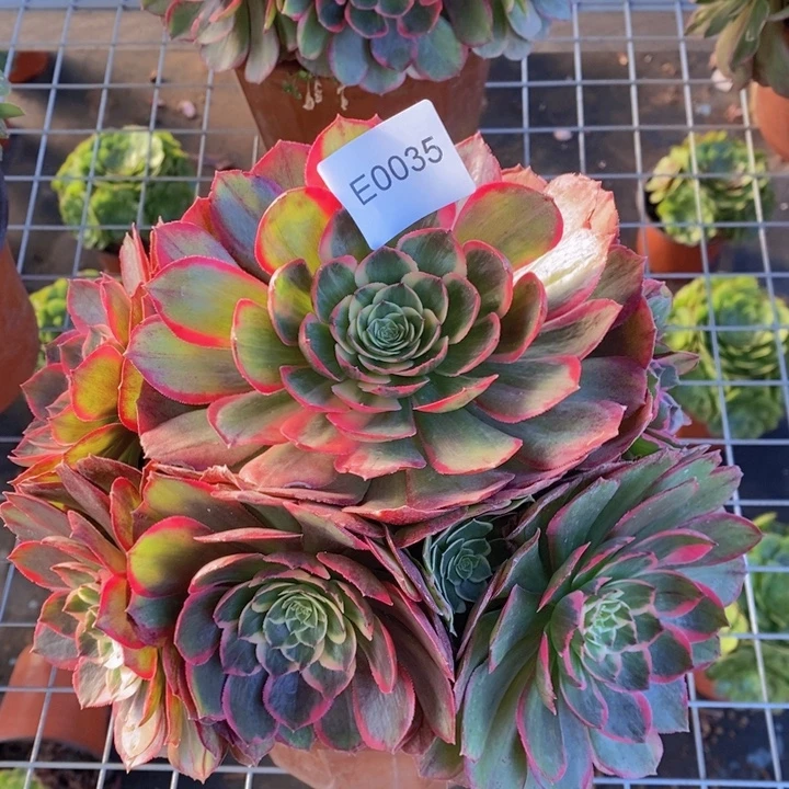闪购法师1棵粉花妖0035