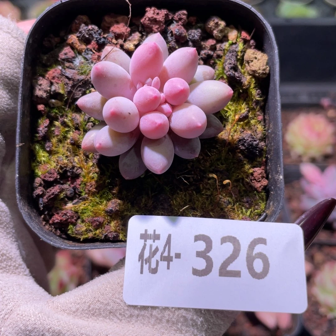 花利美 4-326婴儿手指