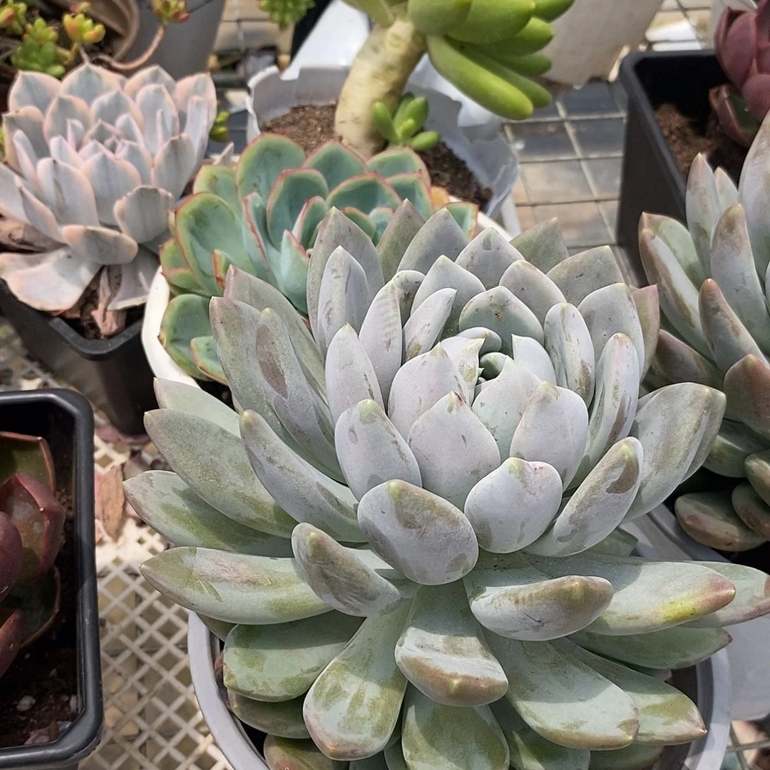 胖美人 大单头 多肉植物