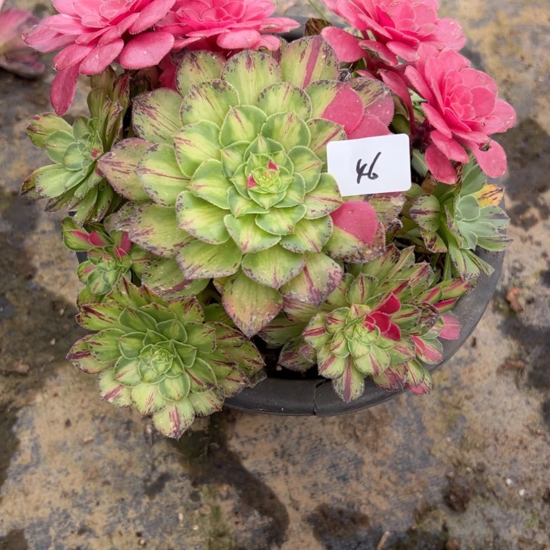46知否无根多肉植物