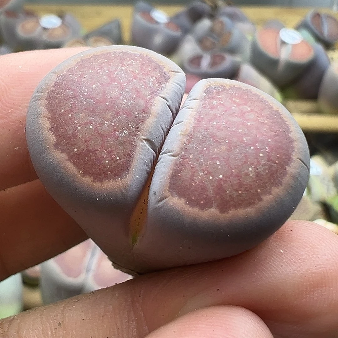 503炸下播福利了