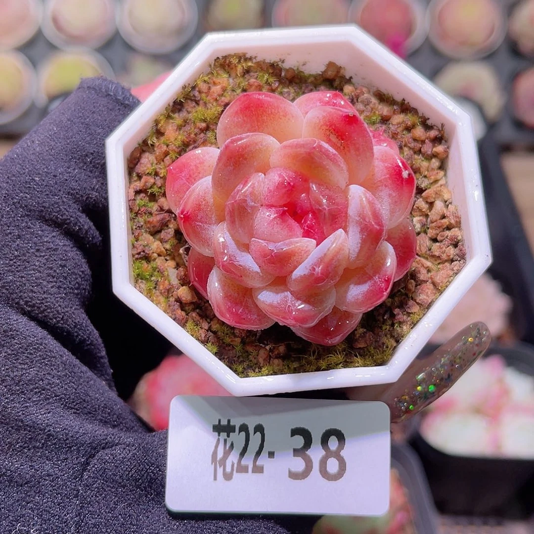 花利美22-38秘境冰魄 微信