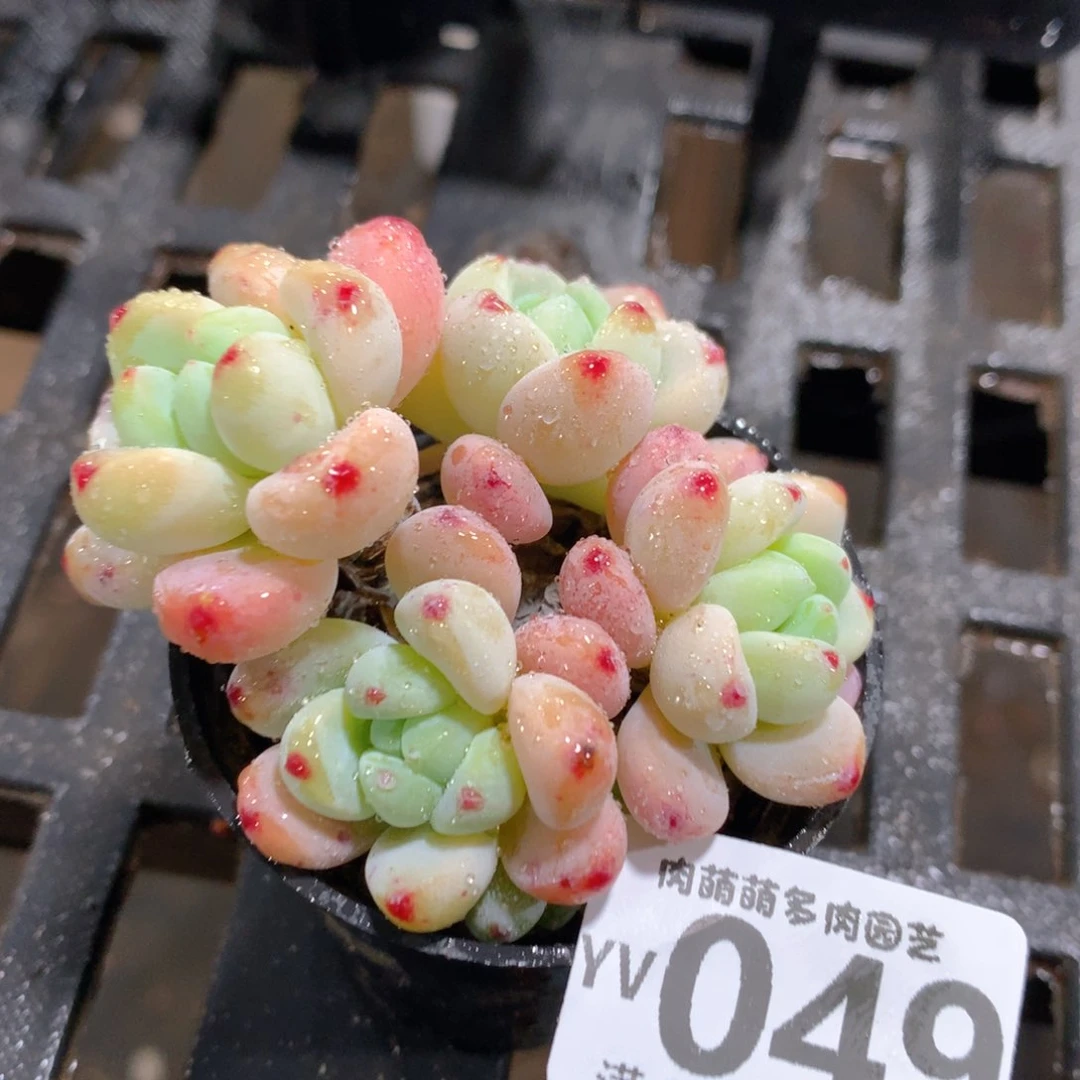 肉萌萌拇指盆精控多肉YV049