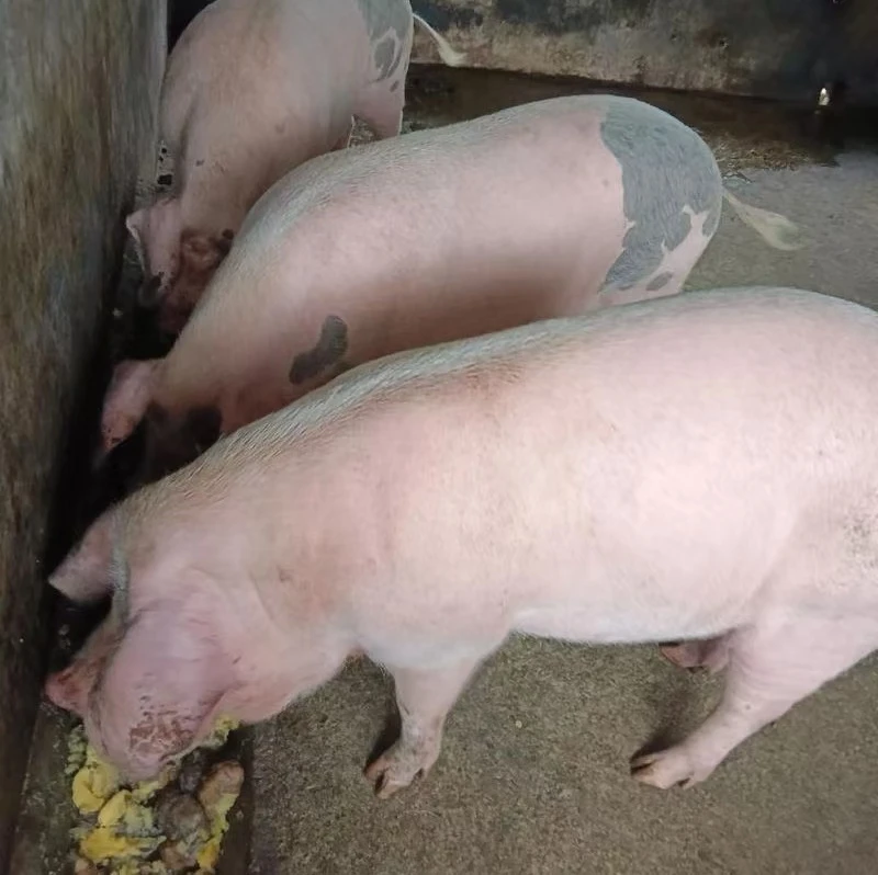 1号公共链接 熟食猪 放心肉