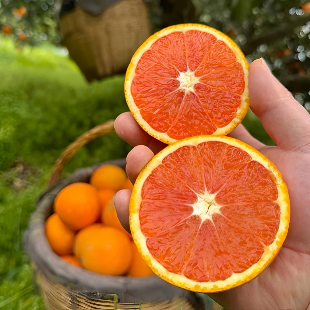 湖北秭归江边红橙/鲜甜多汁/红肉/应季鲜果/自家果园/5斤9斤/包邮
