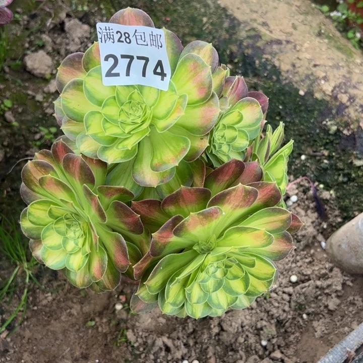 2774韶华多肉植物