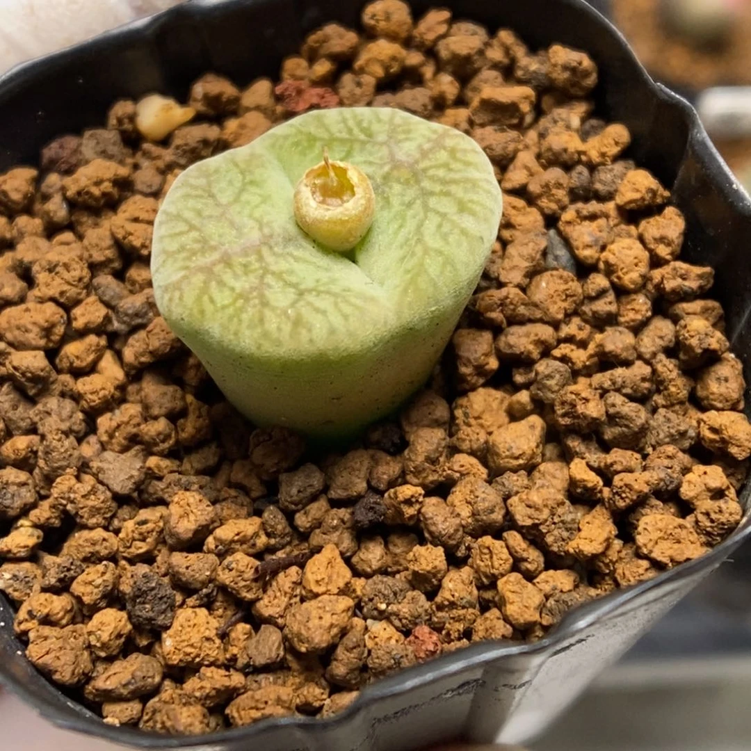 多肉植物肉锥杂交K-4884 风铃杂 细枝纹