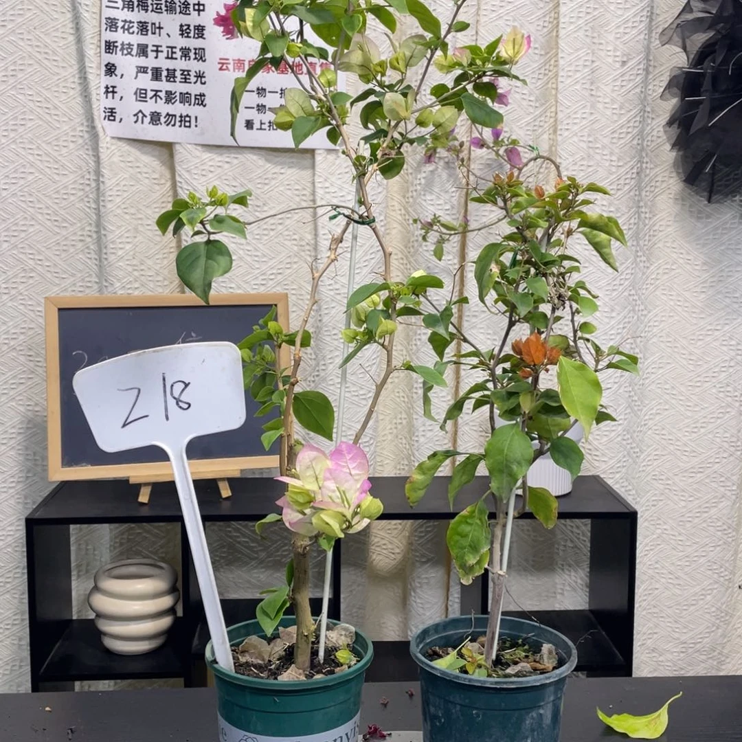 用***1全部花朵绿樱+橙口红Z18