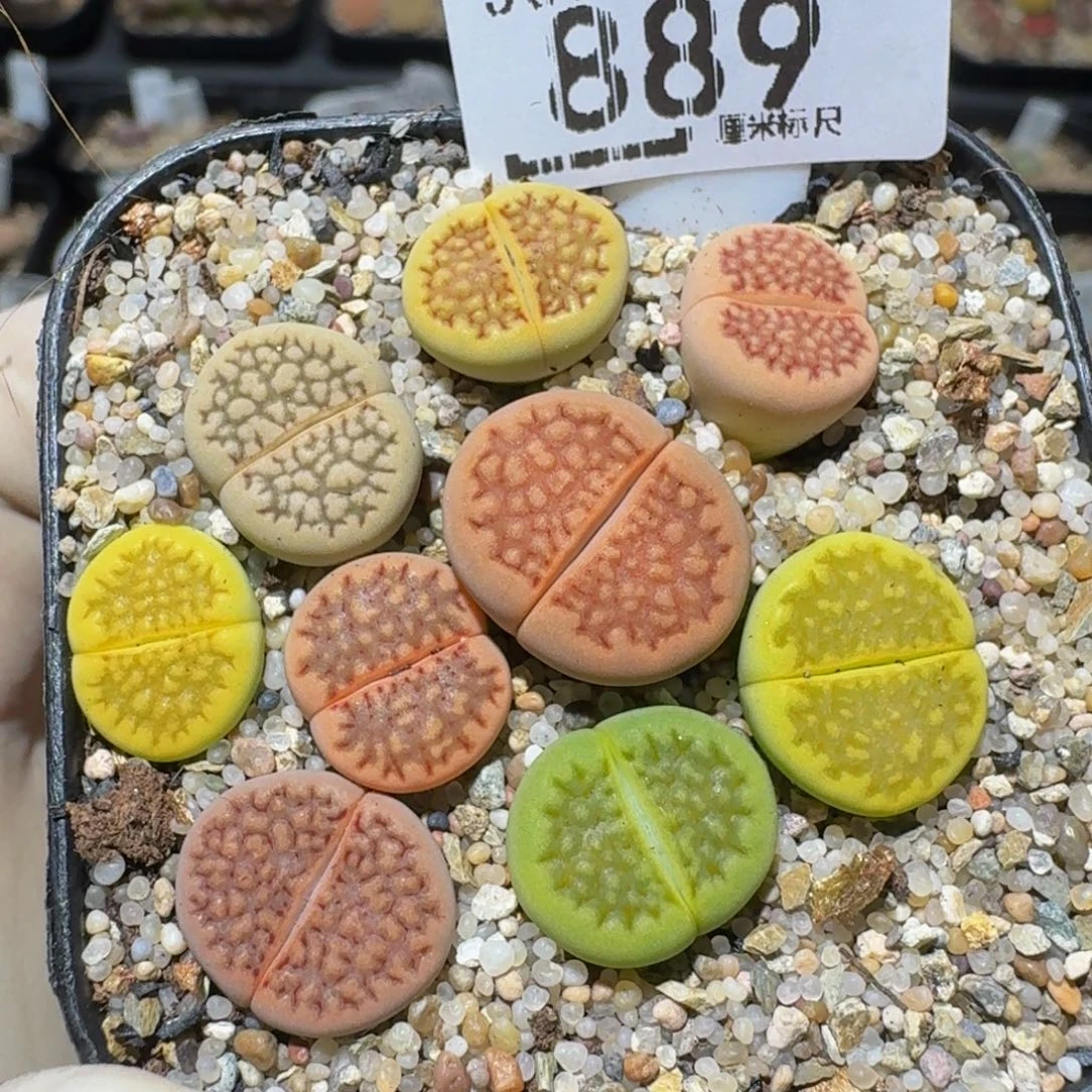 zzzz生石花肉锥889