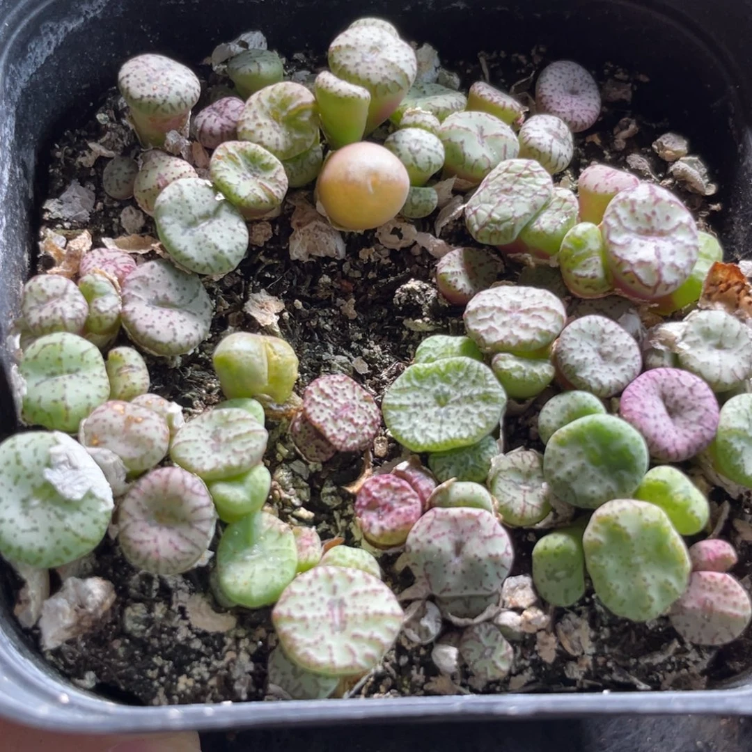 大盆特价一物一拍～23