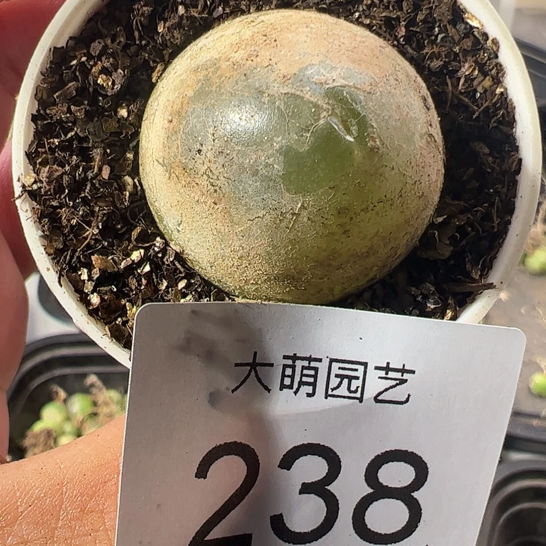 一物一拍。 238