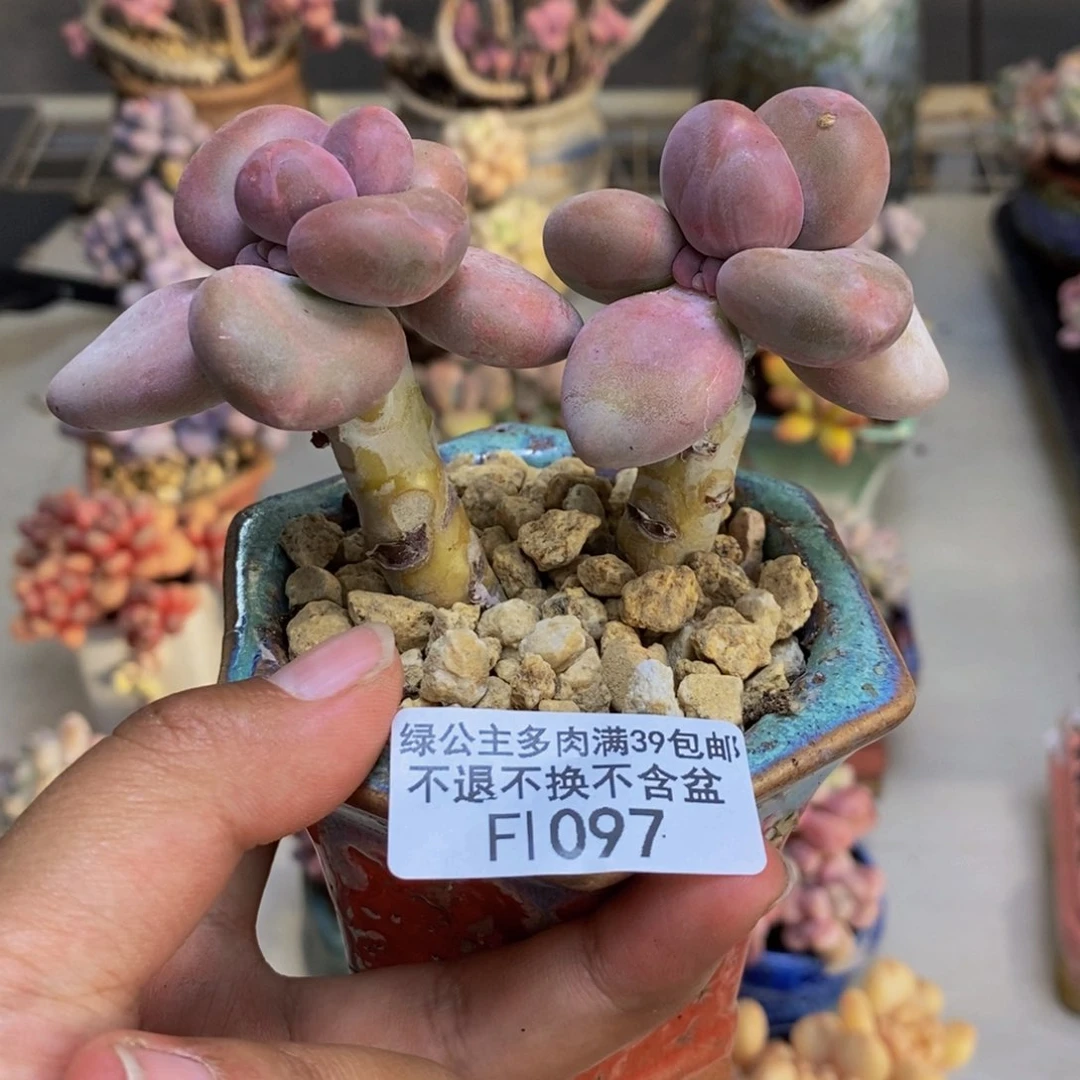 097芒果奶二代多肉7cm