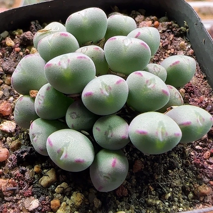 富***多开播福利来啦。 887