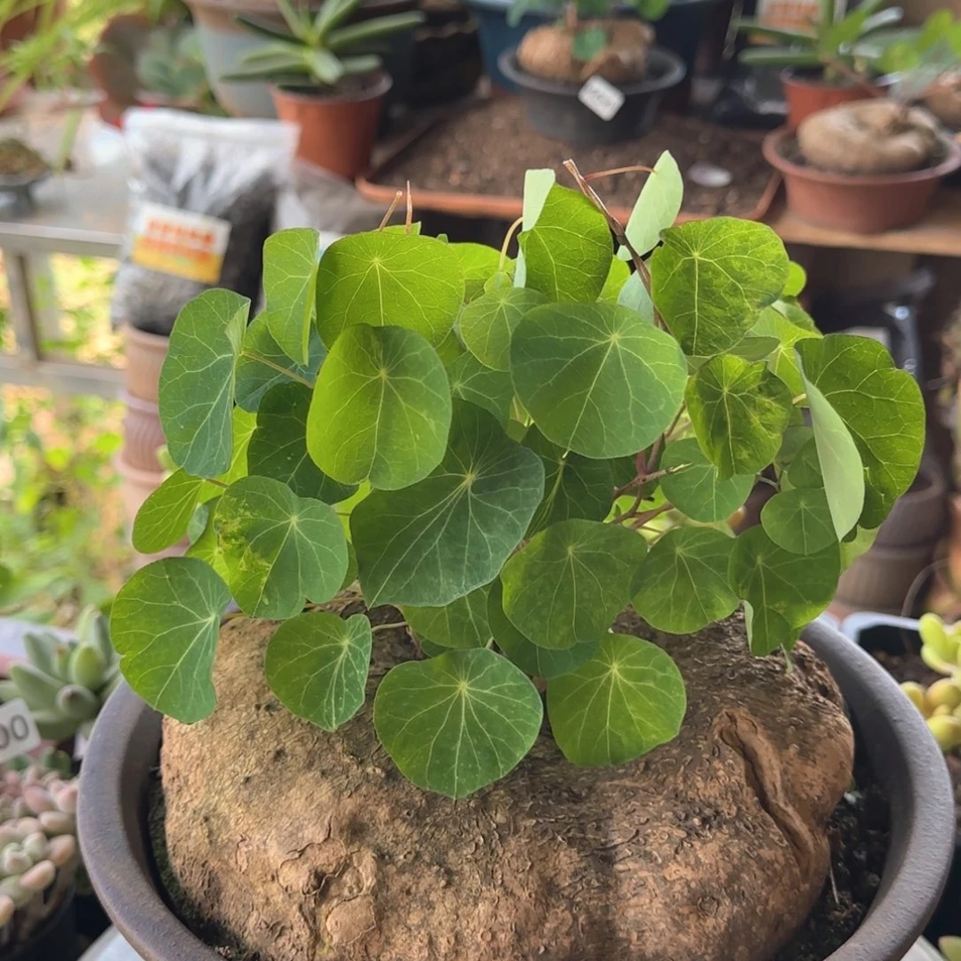 504号 一物一拍 一物一拍