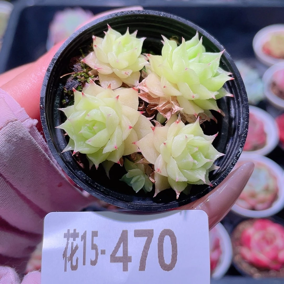 花利美15-470麦秆