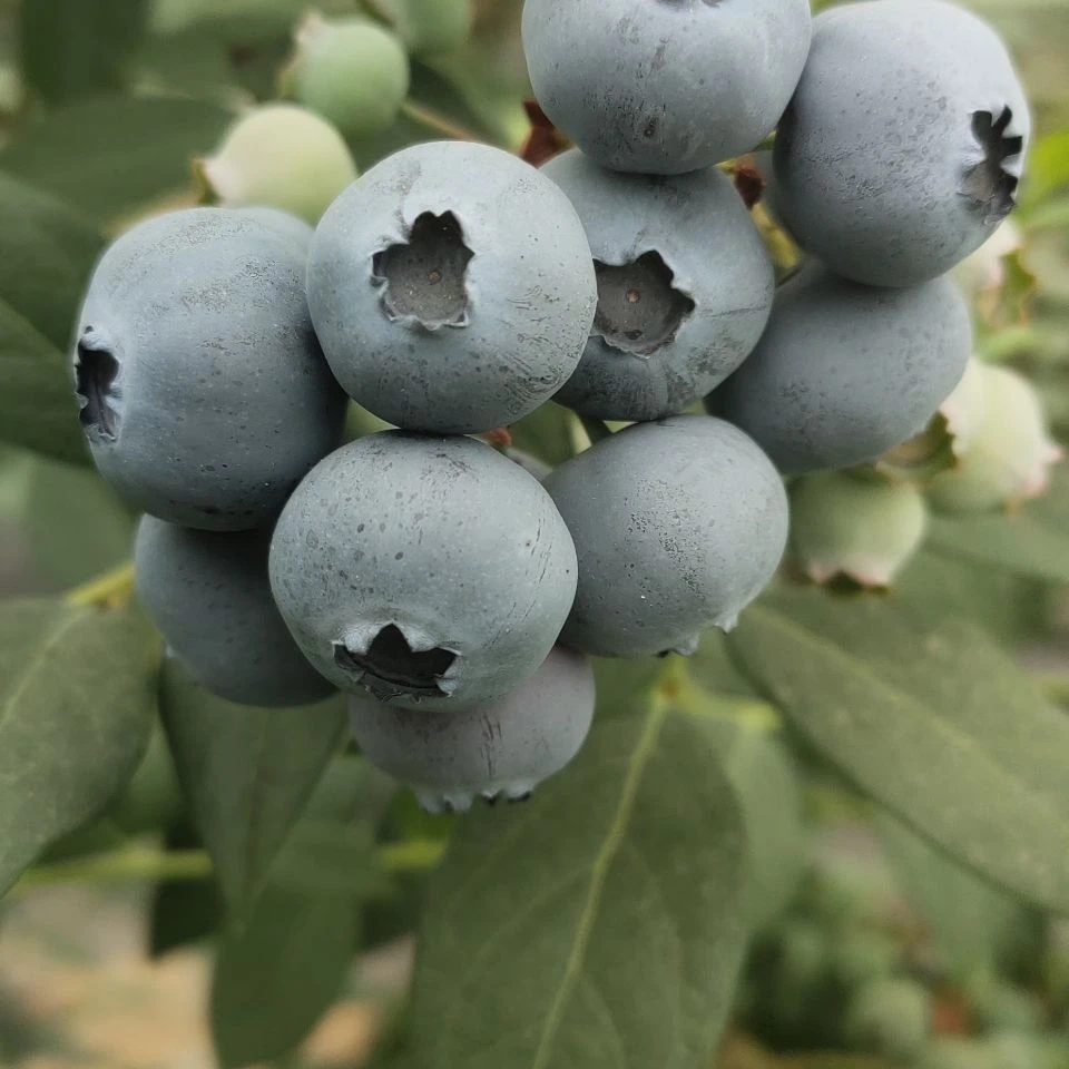 蓝莓小镇农家蓝莓现摘现发中果3斤