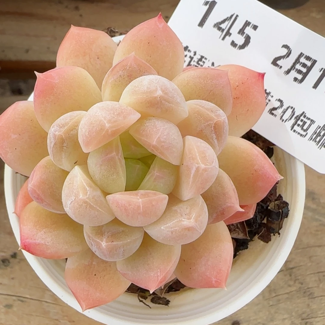 花语逸境0216-145
