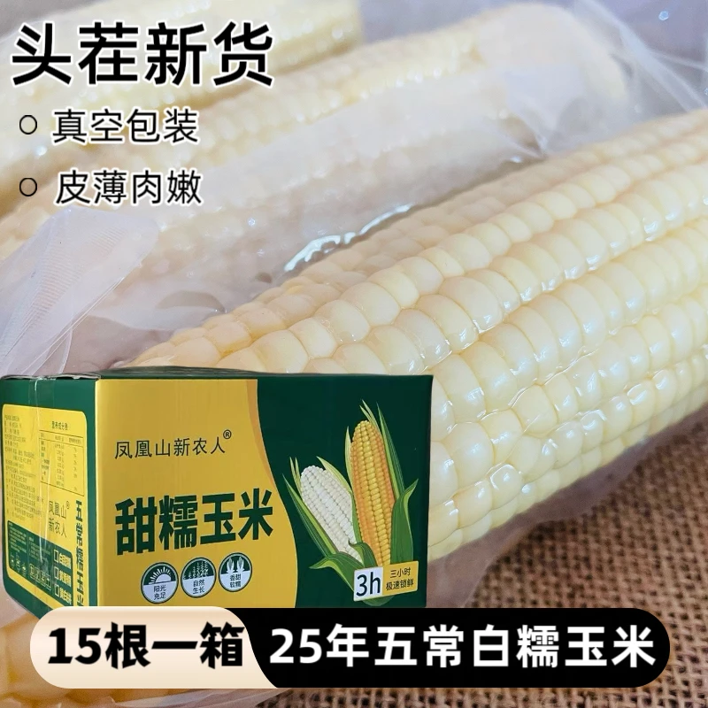 25年五常头茬白糯玉米 15根一箱 大棒新鲜真空玉米