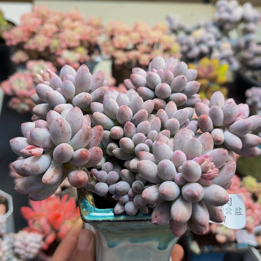 947/12cm婴儿手指多肉植物