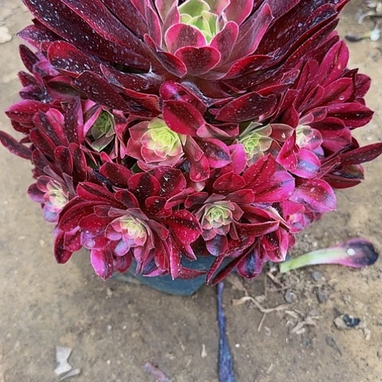 美杜莎13.88一颗加急发明天早上