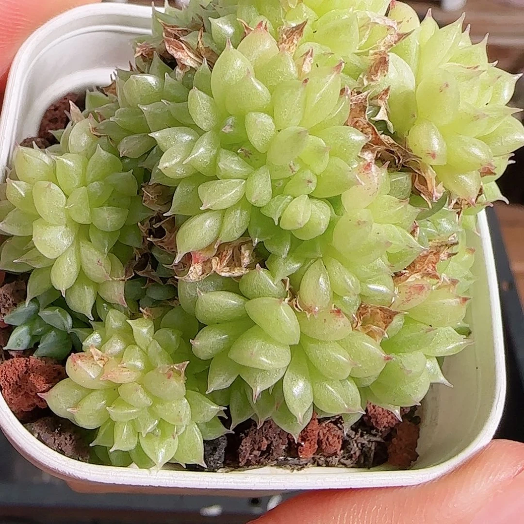 多肉1105--246麦秆