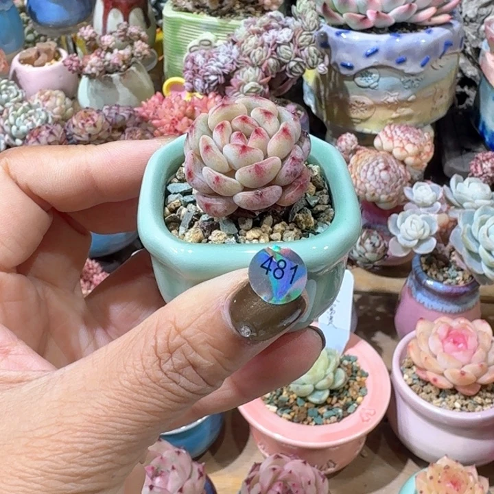 481 多肉含盆土 满30元包邮 除偏远地区