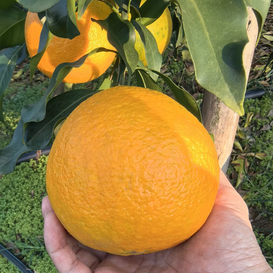 新鲜采摘四川爱媛38号果冻橙酸甜爆汁产地直发包邮