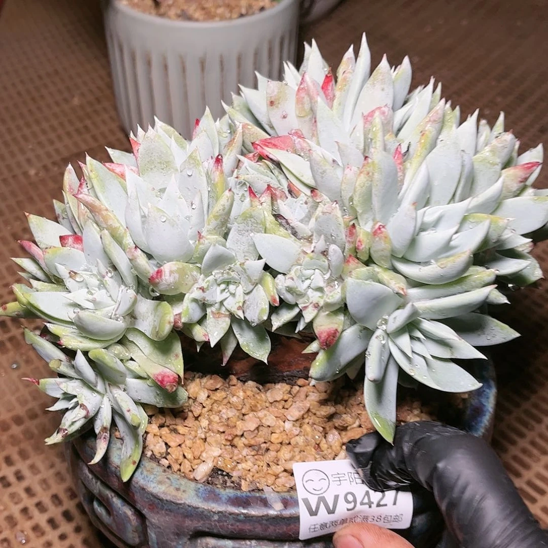 9427牡丹苹果叶多肉