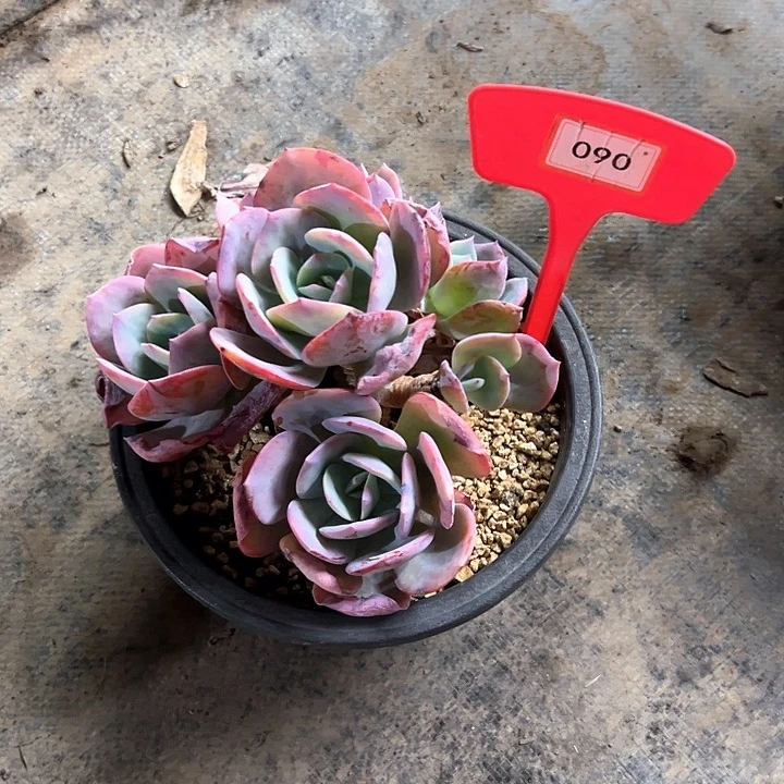 洋***团雪风多肉植物090科