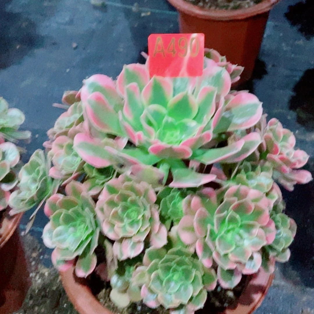 香妃490多肉11111