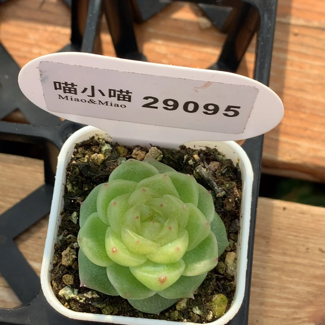 小***帽多肉植物杂交珍妮
