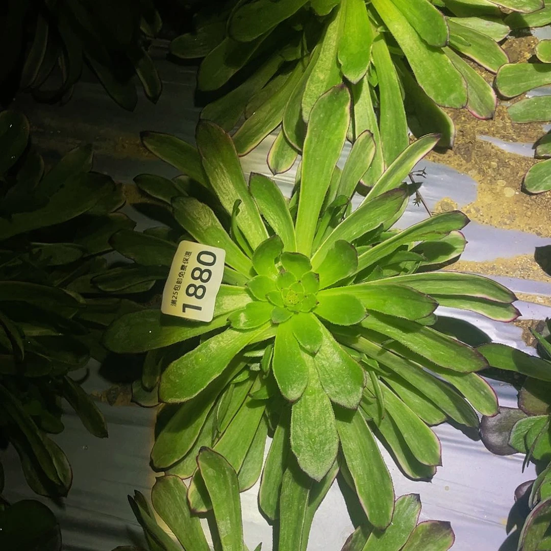 1880云彩多肉植物