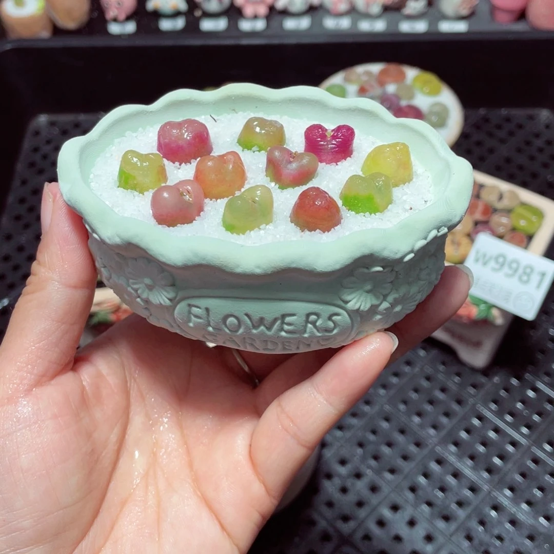 w9982 带盆土发货-零下地区拍保温箱