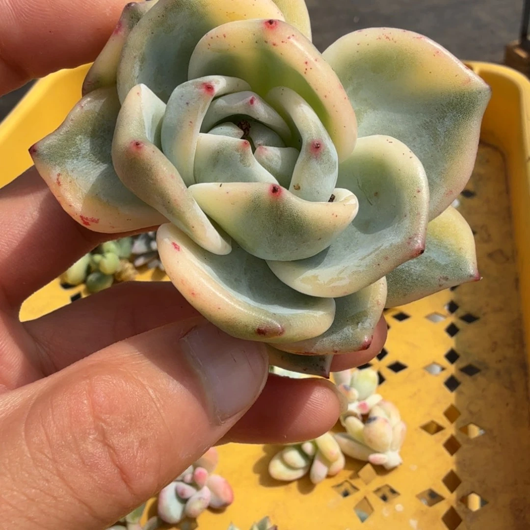 伊丽莎白锦多肉锦