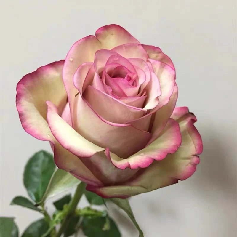 美人 云南玫瑰花苗老桩当年开花大花浓香月季老根花卉绿植盆栽