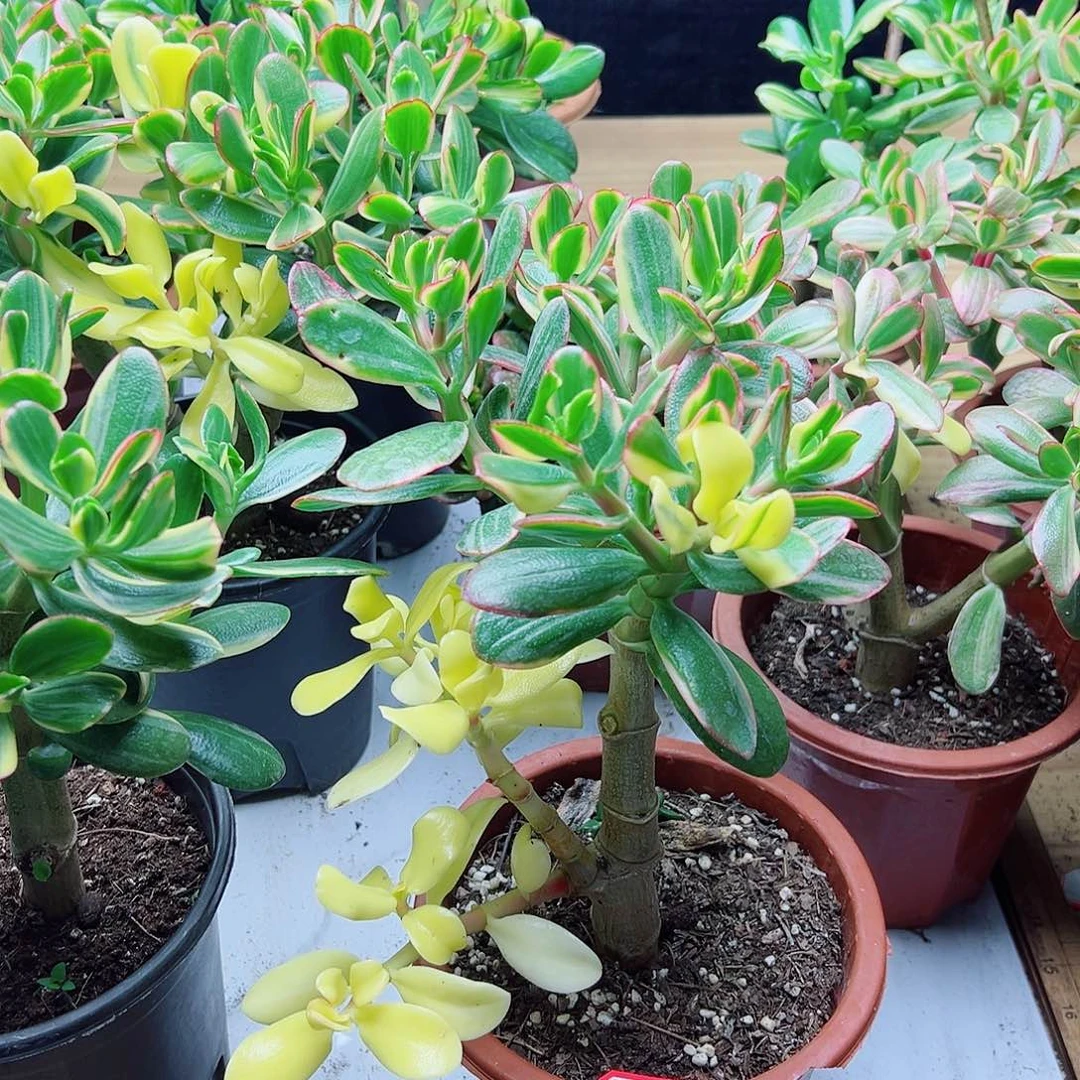 开***好稀有三色花月白锦带盆发货7998