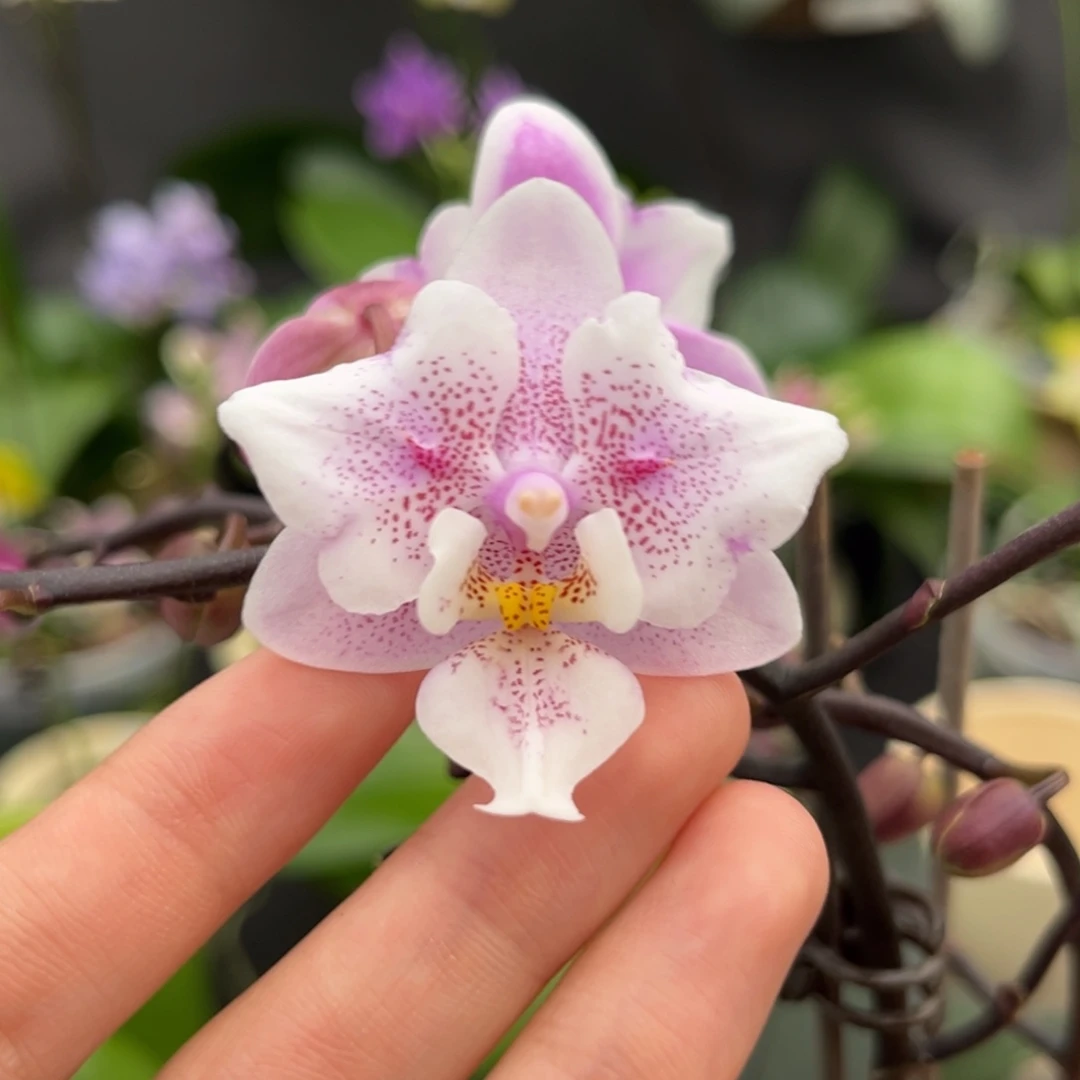 完全开放2.5寸粉少女变异开花株