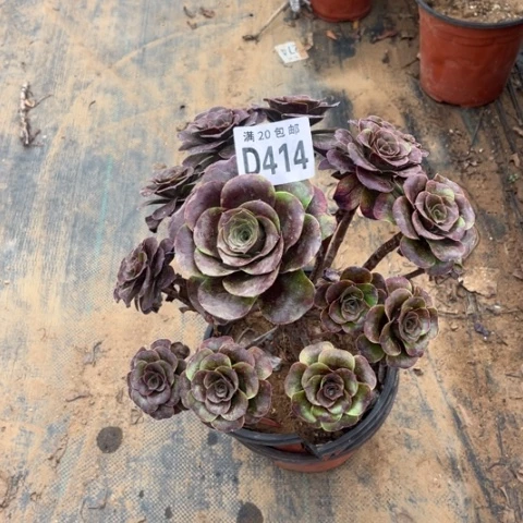 414枚金玫瑰不包断枝