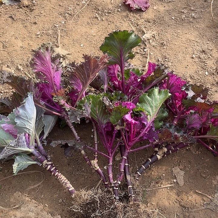 亮叶水晶单头多头混发