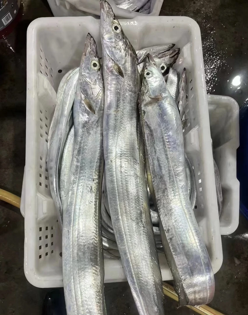 本港活冻野生黄边大带鱼 营养丰富新鲜肥美【每条净重1-2斤】