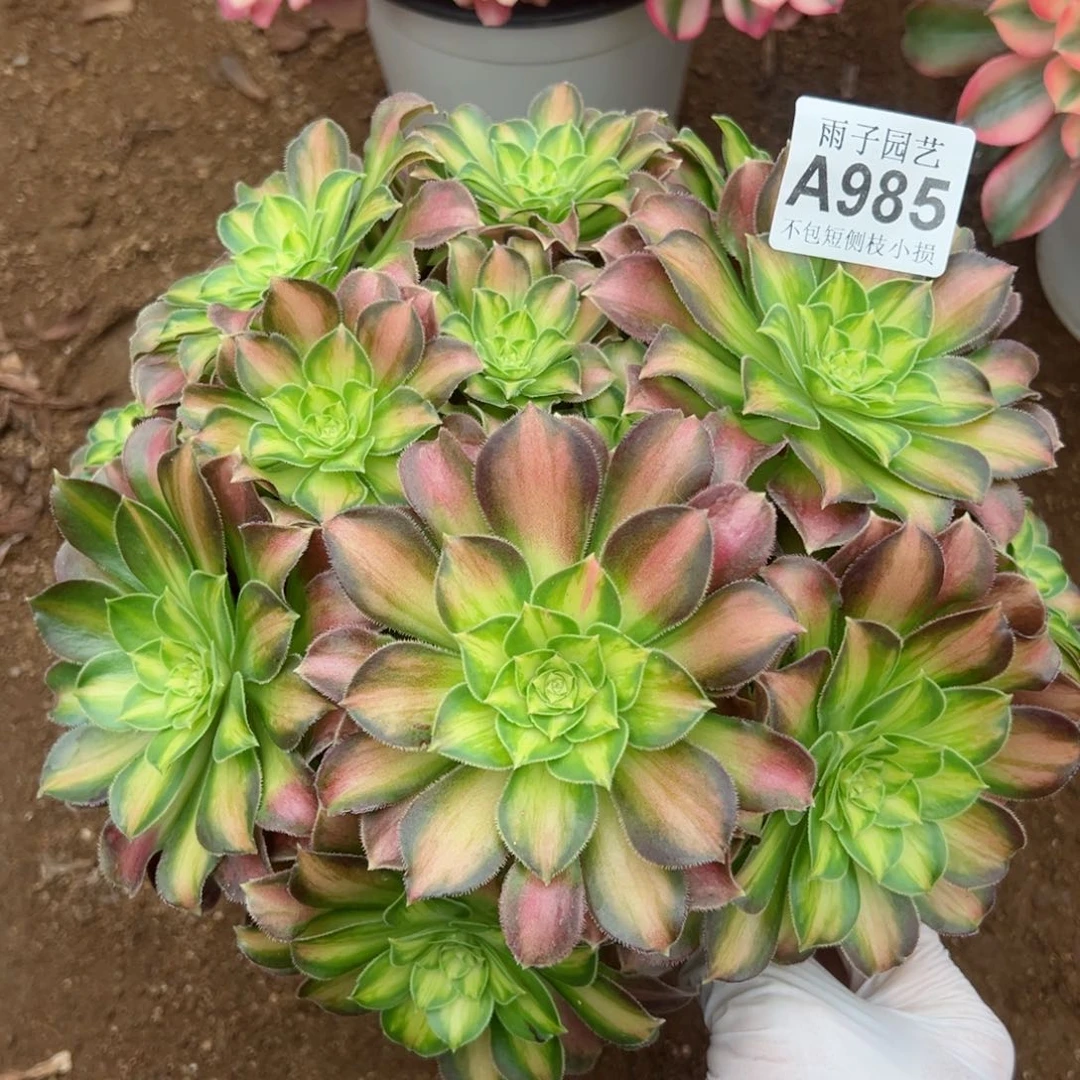 985昭华尺寸25左右