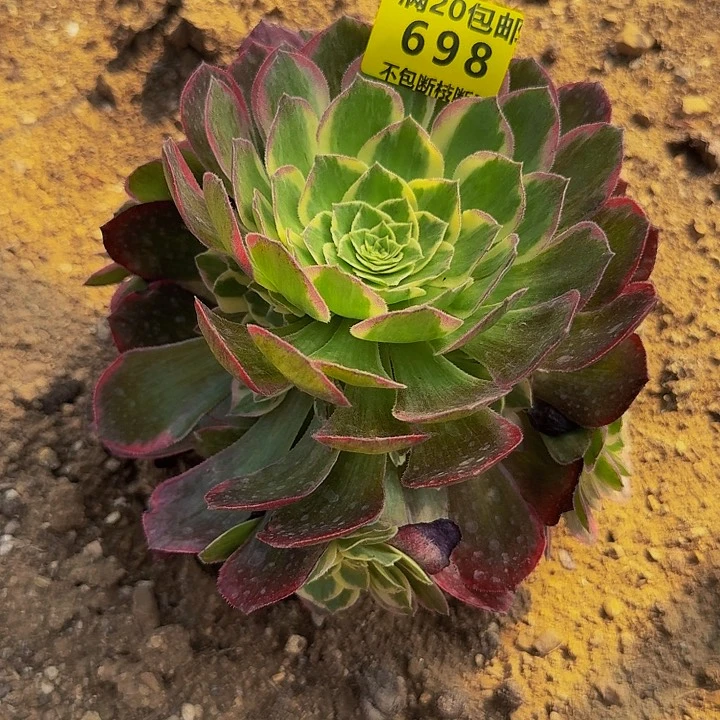 698水蜜桃多肉植物法师