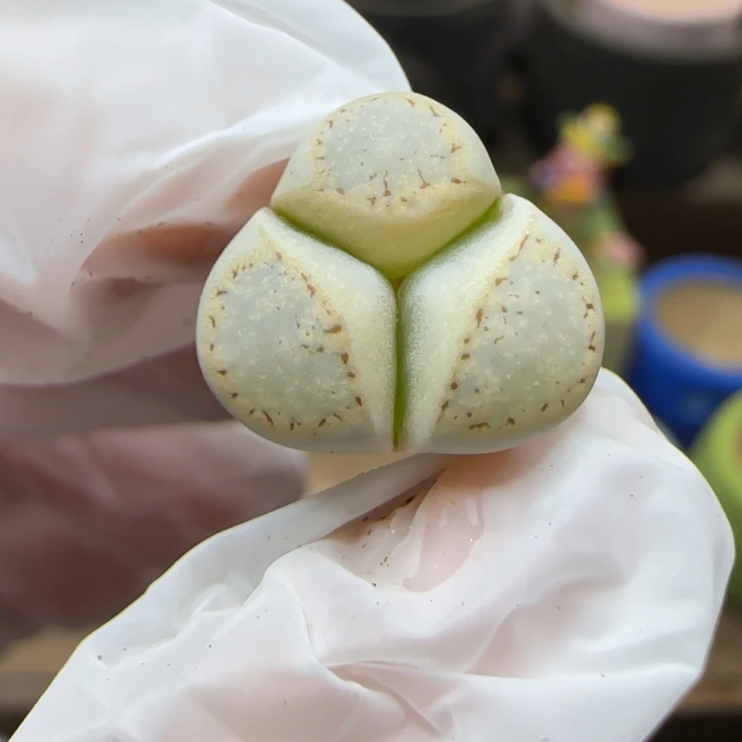 12.22.1621.6糖霜饼干.9007福利