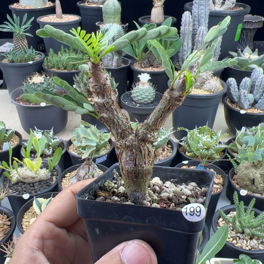 沙漠苏木实生一物一拍