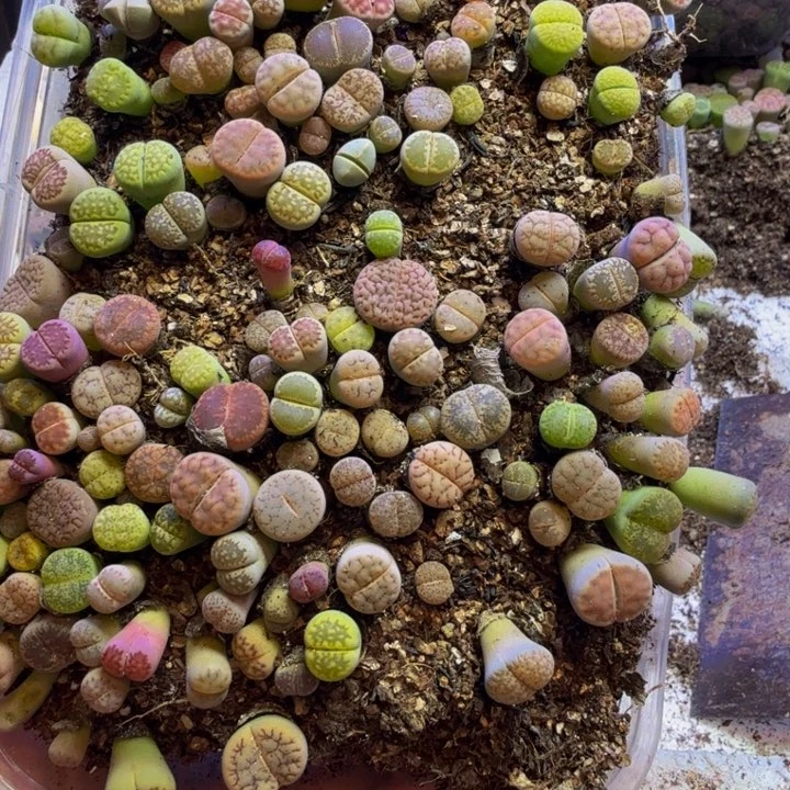 多肉葡萄的季节来6