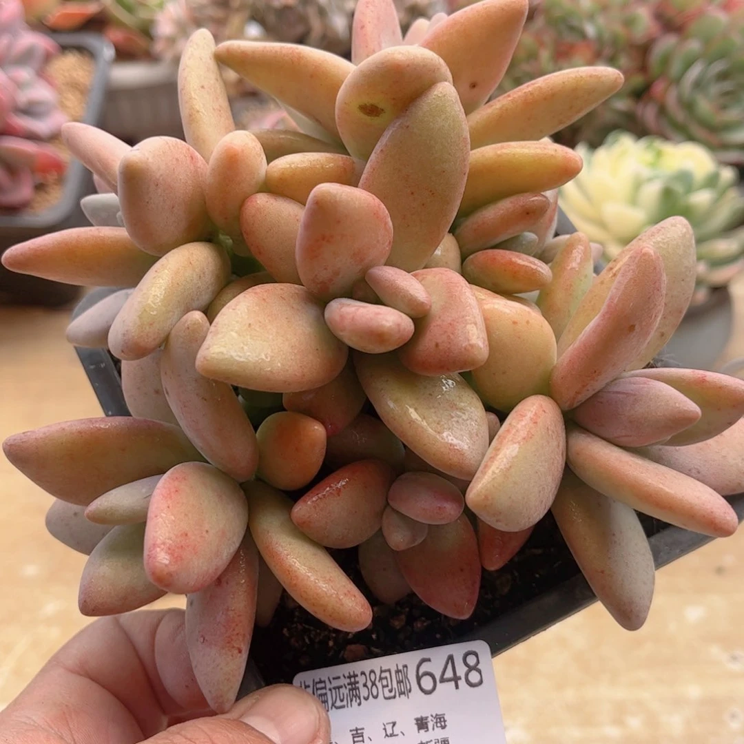 648企鹅德华多肉