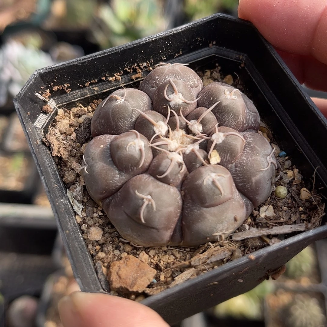 实生的大尤龟甲铅皮仙人球